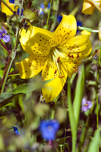 Bulbi estivi dai fiori gialli per un giardino festoso