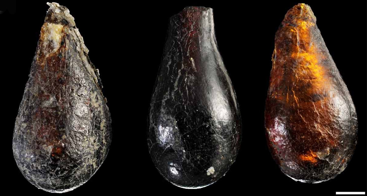 Scoperti fossili in ambra più antichi di 100 milioni di anni