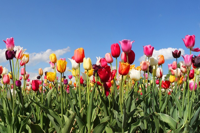 A Bussolengo si ripete l’incanto della fioritura e della raccolta dei tulipani