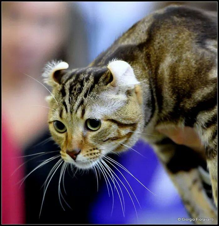 Fashioncat Show: curiosità e rarità feline in provincia di Verona