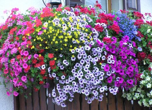 Gli italiani e il giardinaggio