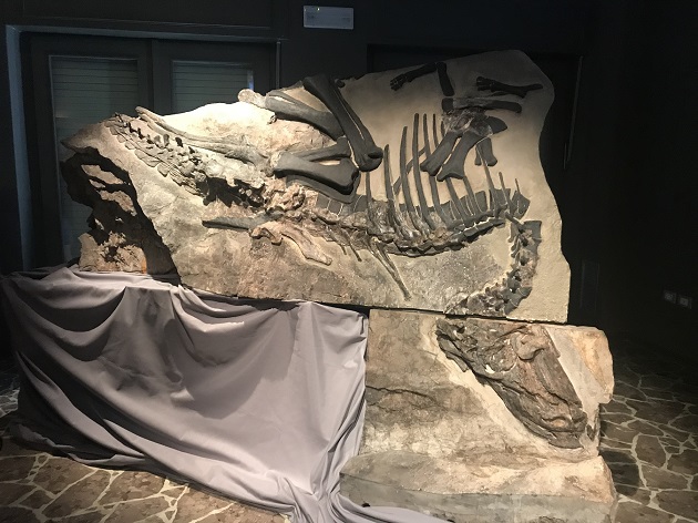 Bruno, il più grande dinosauro italiano è ora visibile al pubblico