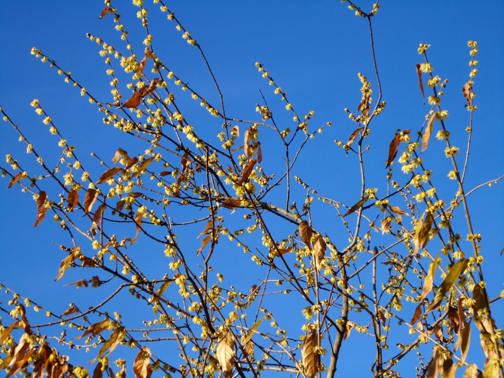 I fiori del calicanto. Pura poesia