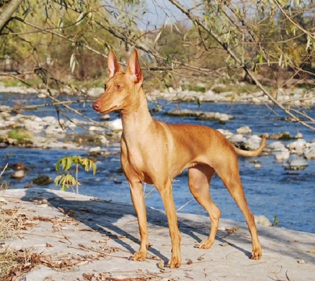 Il Cirneco dell’Etna entra a far parte del registro delle eredità immateriali della Sicilia