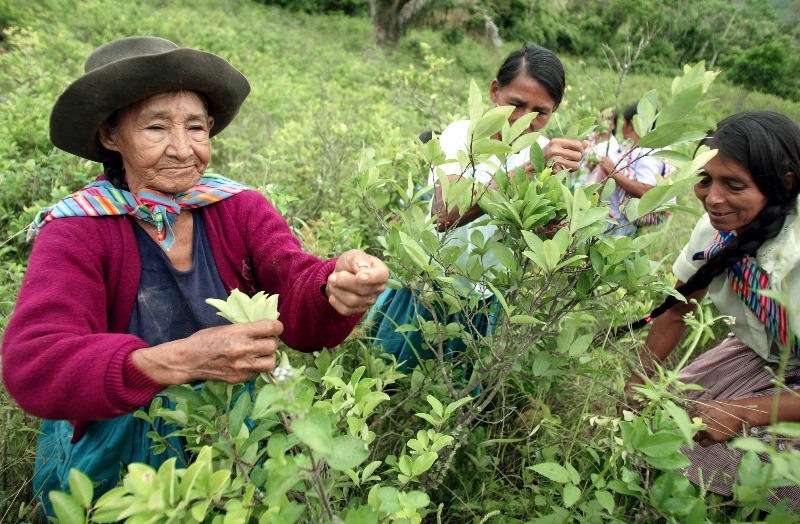 Sulle orme della bamba