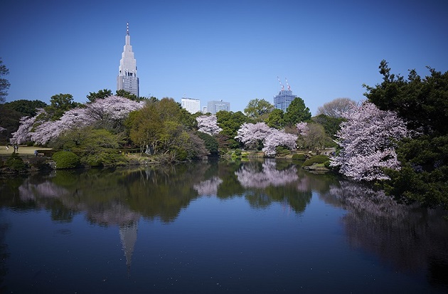 Tokyo: ecco i ciliegi in fiore, la città si mostra nel suo massimo splendore