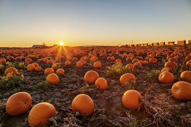 La zucca regina delle tavole d’autunno