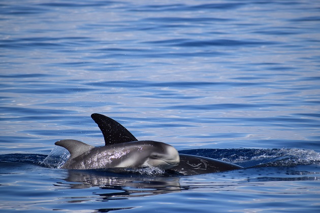 La foto-identificazione per tutelare i delfini del Golfo di Taranto