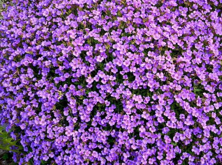 Floralpe: imparare a coltivare le piante di montagna