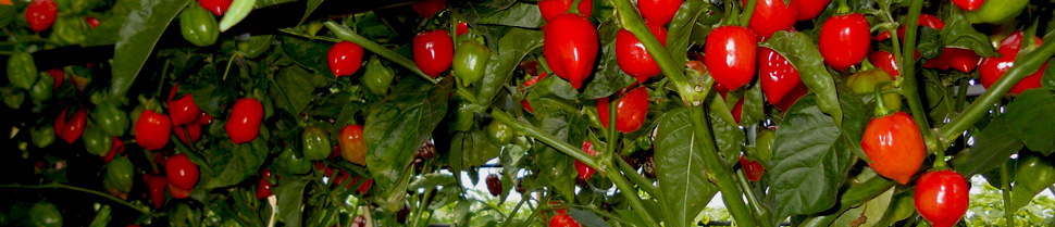 Al via la quinta edizione di Orticolario