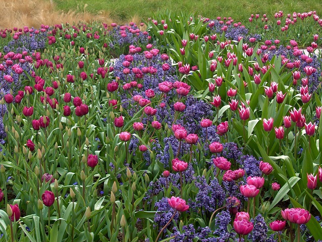 Il Giardino dei Tulipani