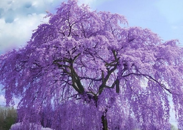 Dove fiorisce la Jacaranda