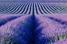 Un fresco sapore d’estate