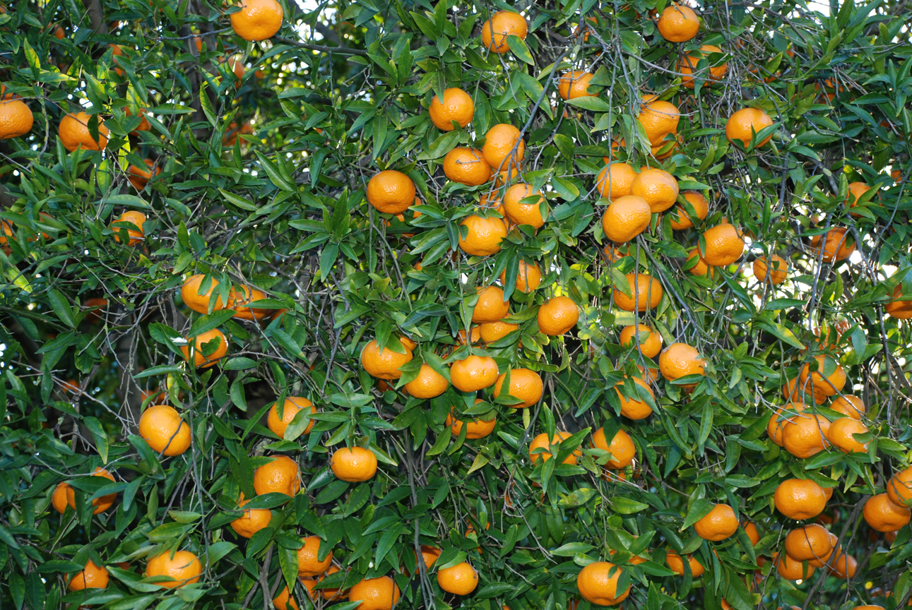 Palermo. Nel parco della Favorita alla Festa del Mandarino