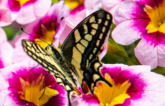 Un giardino per le farfalle