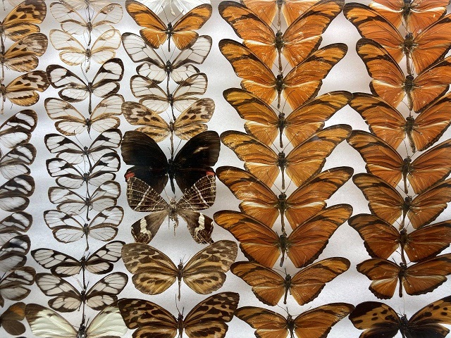 Museo Craveri. Alla scoperta di animali, piante e fossili dell’America del Sud in una visita al chiaro di luna