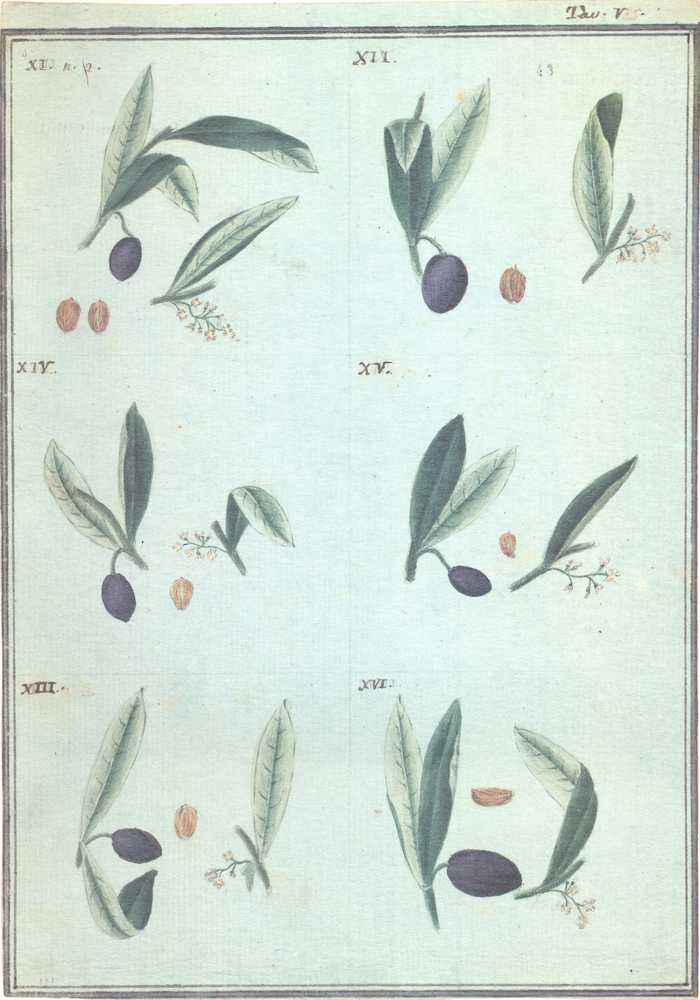 L’olivo e l’olio negli studi dei Georgofili: un percorso nel patrimonio dell’Accademia