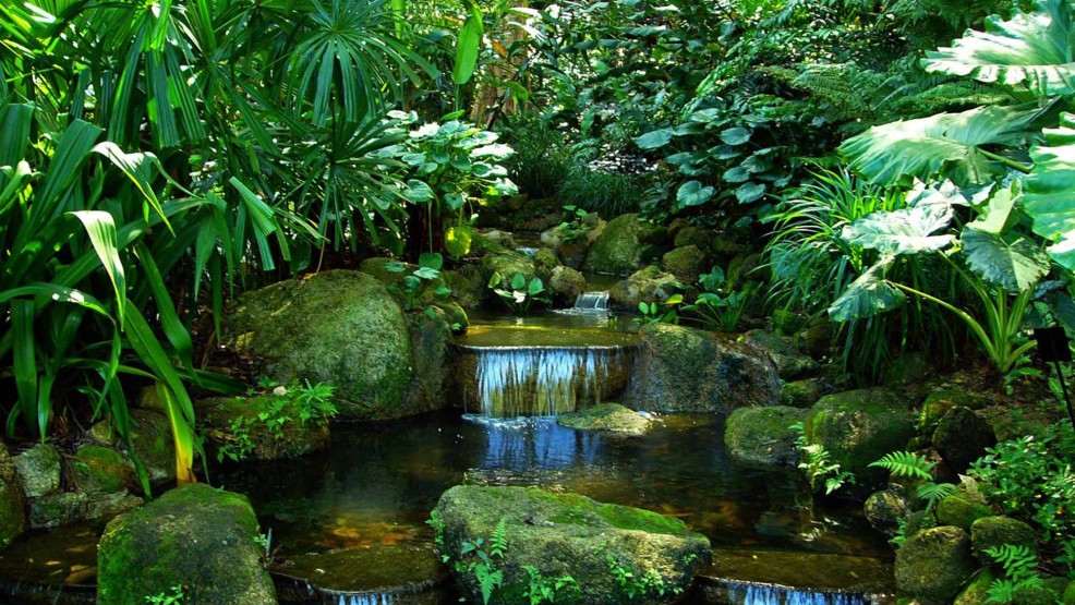 Una gita nella jungla