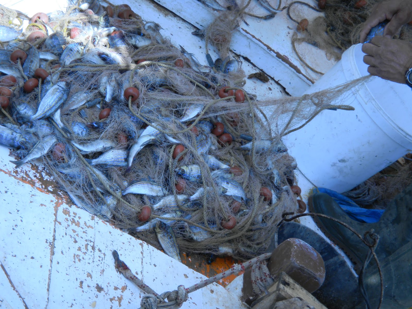 “Le marche in tavola”, è tempo di pesce con mare nostrum