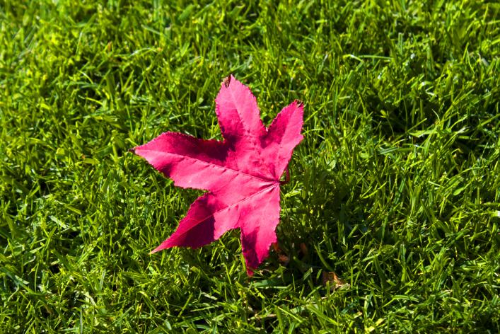 Curare il prato in autunno, i consigli degli esperti