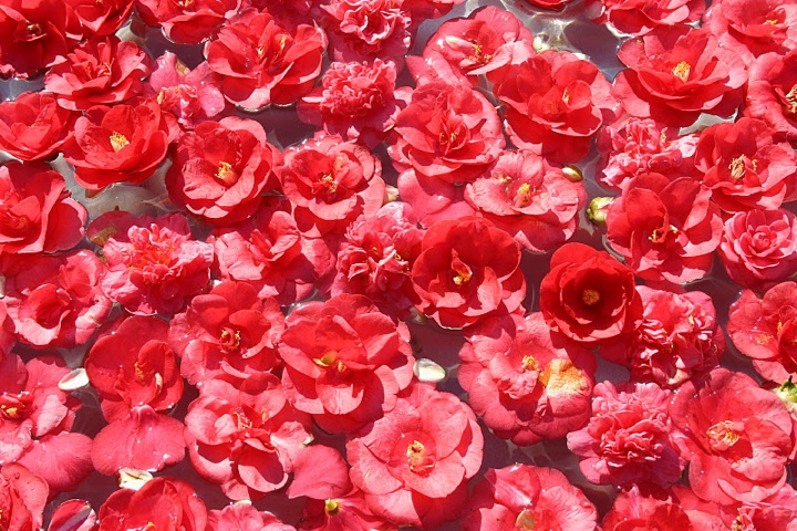 Isola Madre, la signora delle Camelie