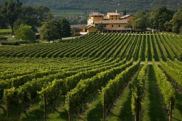 Uva e dintorni, tra storia ed enogastronomia
