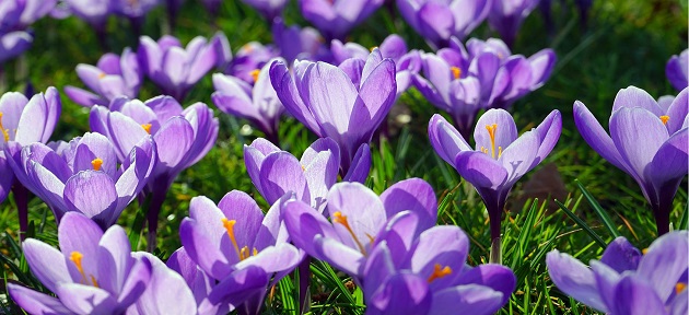Come coltivare lo zafferano sul balcone