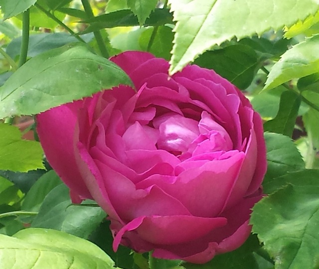 Rosa Bruna. Mille utilizzi