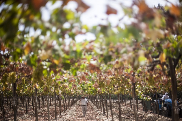 La Ruta del Pisco: glorie naturali e piaceri gastronomici del Perù