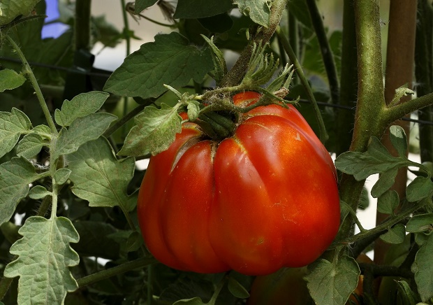 Al via la prima edizione della mostra mercato dell’antico pomodoro Riccio di Parma