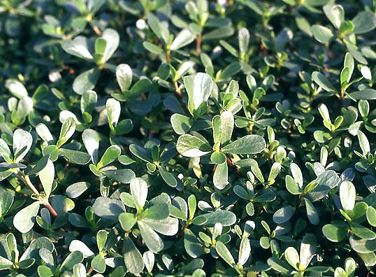 La portulaca, l’erba dai mille nomi e dalle infinite virtù