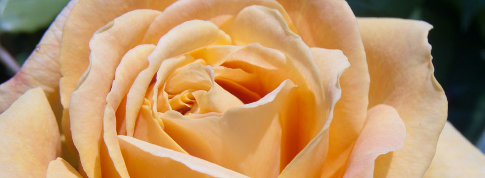 Profumo di rose in Franciacorta