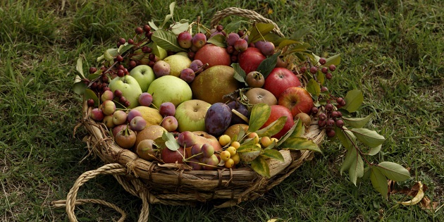 Al Rural Market si parla dei frutti dell’autunno di antiche varietà
