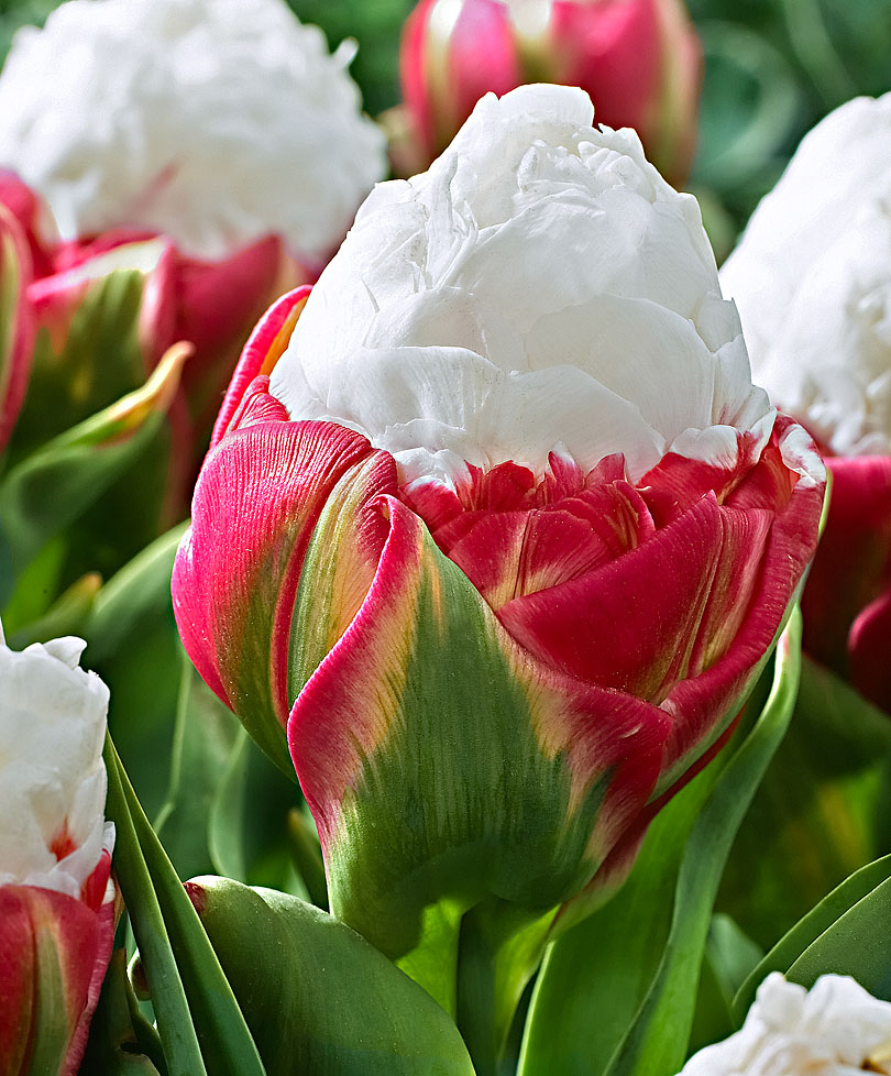 Scelti per Voi. Tulipani Ice Cream