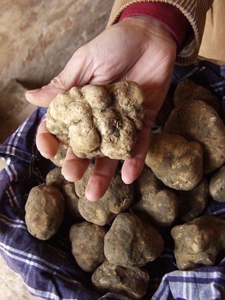 Il Tartufo Bianco delle Crete Senesi