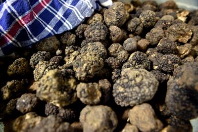 Ha raccolto 3,6 Kg di tartufi in 10 minuti