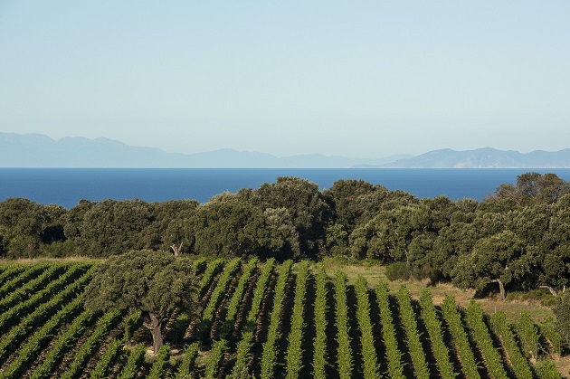 Un Austriaco a Bolgheri