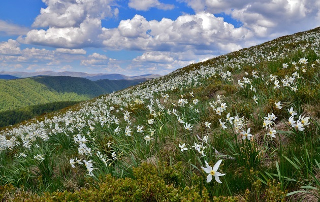 La valle dei narcisi in fiore a maggio nella splendida Riserva dei Carpazi