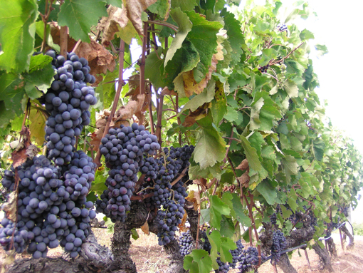 I Romani coltivavano la vite dell`Agro Pontino in Friuli