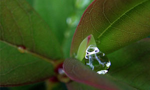 Curarsi con i fiori di Bach