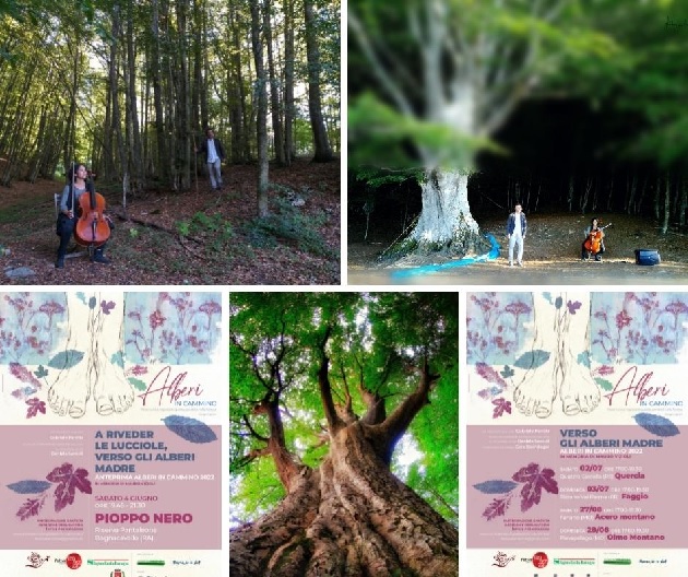 Alberi in cammino