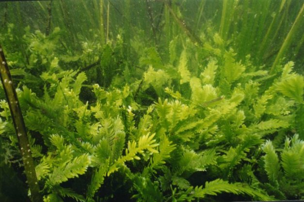 Laghi: alga azzurra, acqua azotata e calda