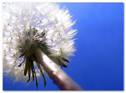 Allergie da polline. Utile acqua e sale