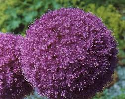 Allium, i bulbi trendy che colorano i giardini d’estate