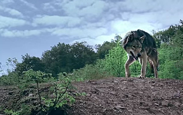 Almo Nature e The Promise: l’amore a tutto campo per cani e gatti