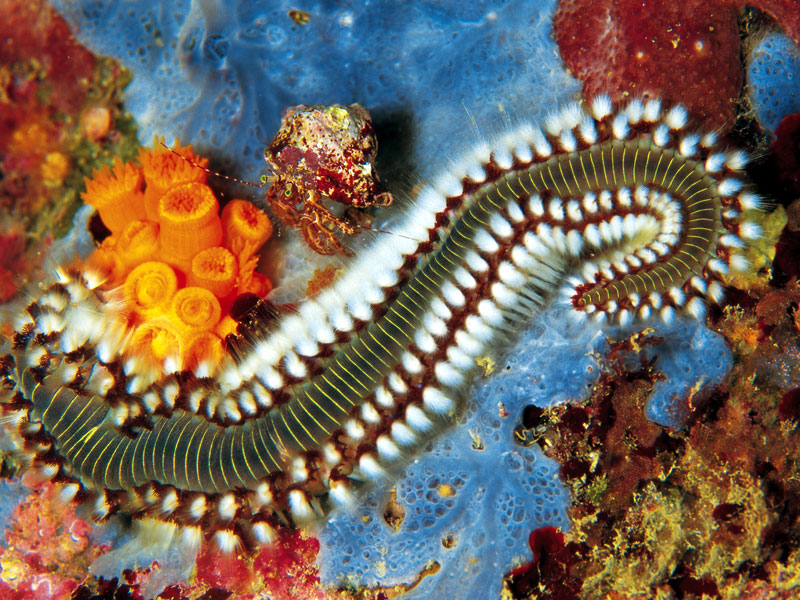 “Pesce ritrovato”