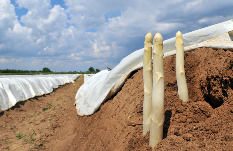 Pasqua: Tempo degli Asparagi a Terlano