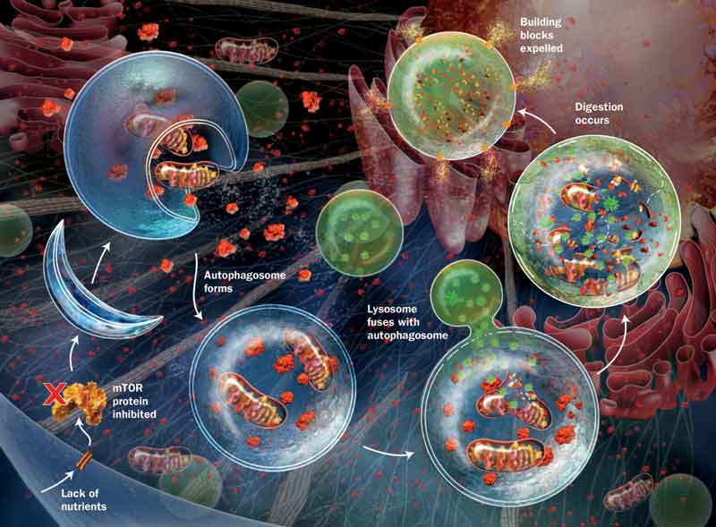 Scoperto un meccanismo responsabile  della crescita delle ossa