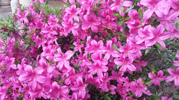 A Roma la mostra delle azalee sulla scalinata del Campidoglio