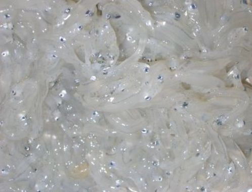 Il Bianchetto: così piccolo eppure così buono!